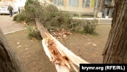 Поваленное штормовым ветром хвойное дерево на проспекте Генерала Острякова возле здания ДОСААФа в Севастополе, 30 ноября 2021 года