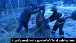 Ратаваць каня прыехалі супрацоўнікі Міністэрства па надзвычайных сытуацыях