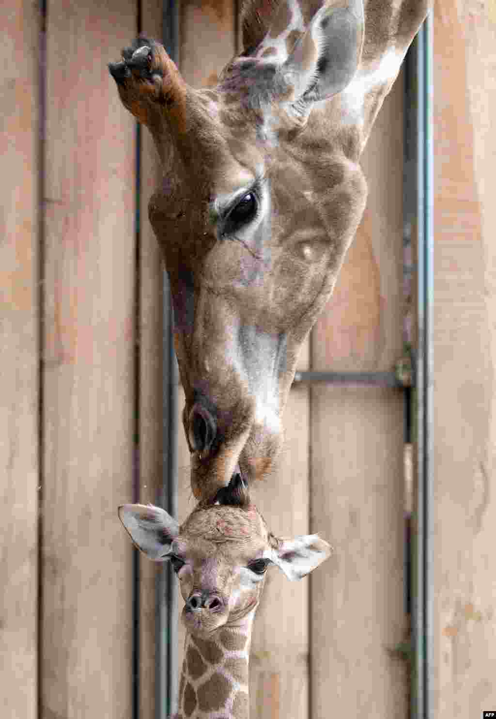 Un pui de girafă şi mama lui cu numele &quot;Gambela&quot;, la Zoo din Dortmund, Germania