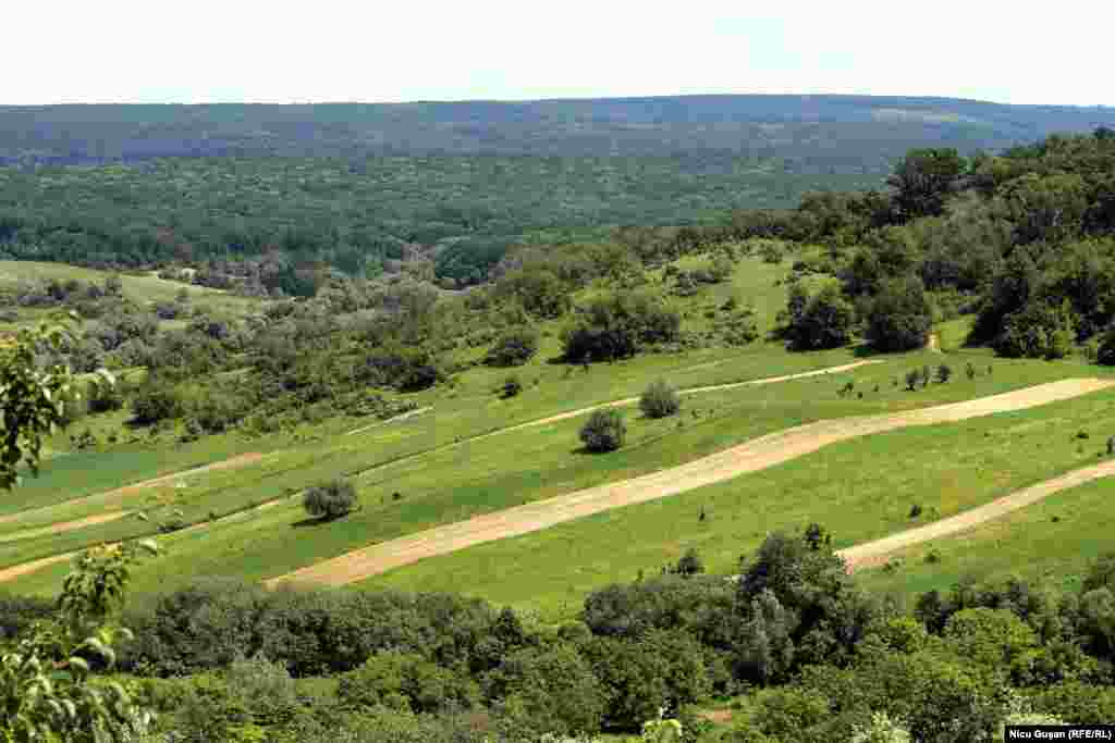 Peisaj de vară la Căpriana, cu vedere spre întinderile de pădure.