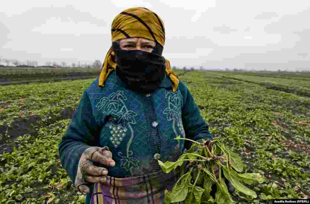 İki yüz dəstə göyərtini 2 manata yığıb bağlayan kənd sakini