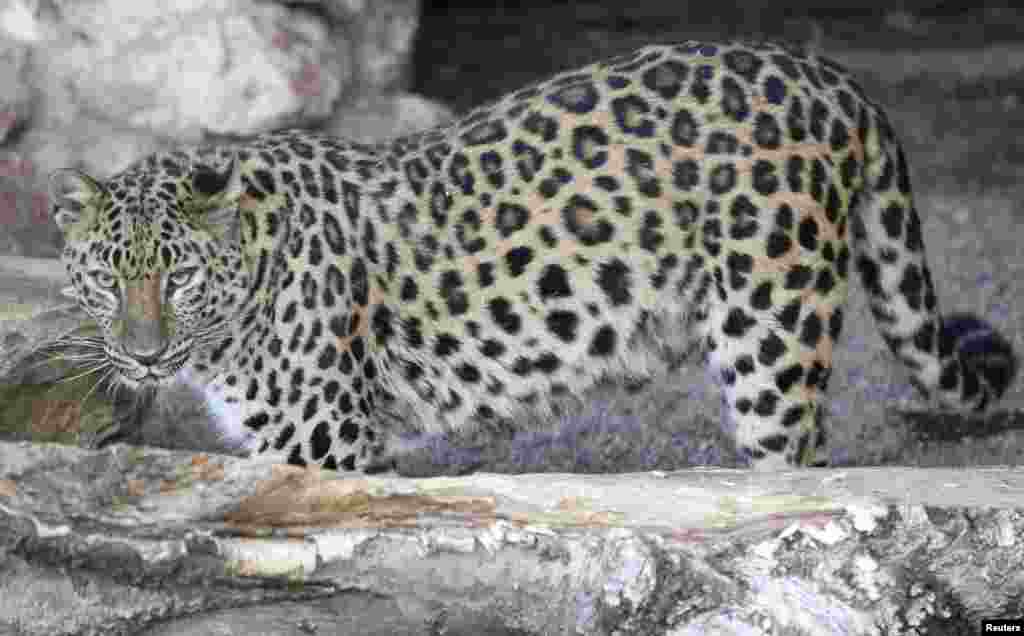 The critically endangered Amur leopard (aka Manchurian leopard) used to be found in large swathes of northeast Asia, but is now only native to the Primorye region in southeastern Russia and Jilin Province in northeastern China. A census carried out in 2007 only succeeded in locating around 30 of these beasts.