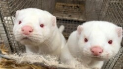 Lasice na farmi u Danskoj