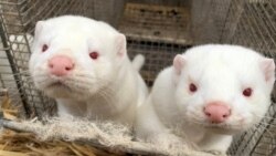 Lasice na farmi, Danska