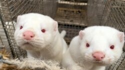 Europske vidrice koje su zaražene mutiranim korona virusom u Danskoj.