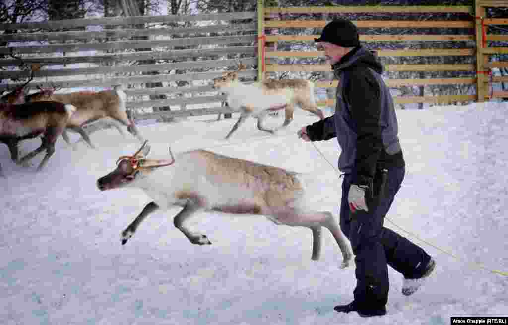 In 2014, there was a huge spike in radiation levels that scientists put down to a bumper season for mushrooms. Hundreds of Norwegian reindeer intended for slaughter had to be released back into the wild.