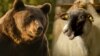 Romania's Bear Battle Ignites Following Poaching Death of 'Arthur' video grab3
