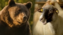 Romania's Bear Battle Ignites Following Poaching Death Of 'Arthur'