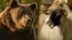 Romania's Bear Battle Ignites Following Poaching Death of 'Arthur' video grab3