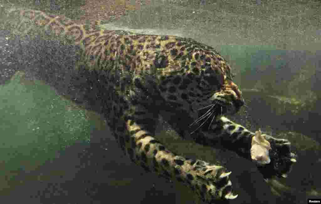 OCTOBER 23, 2012 -- A jaguar swims towards his food during feeding time at a safari park in Bogor, Indonesia. (REUTERS/Beawiharta)