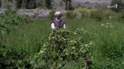 د ونو په وړاندې کرکه