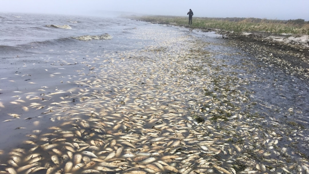 Жігіт қызды жұлып алды