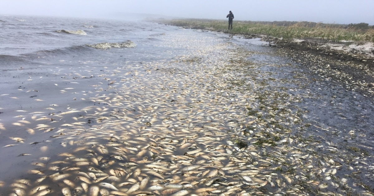 Ережесіз жалаңаш төбелескен әйелдер
