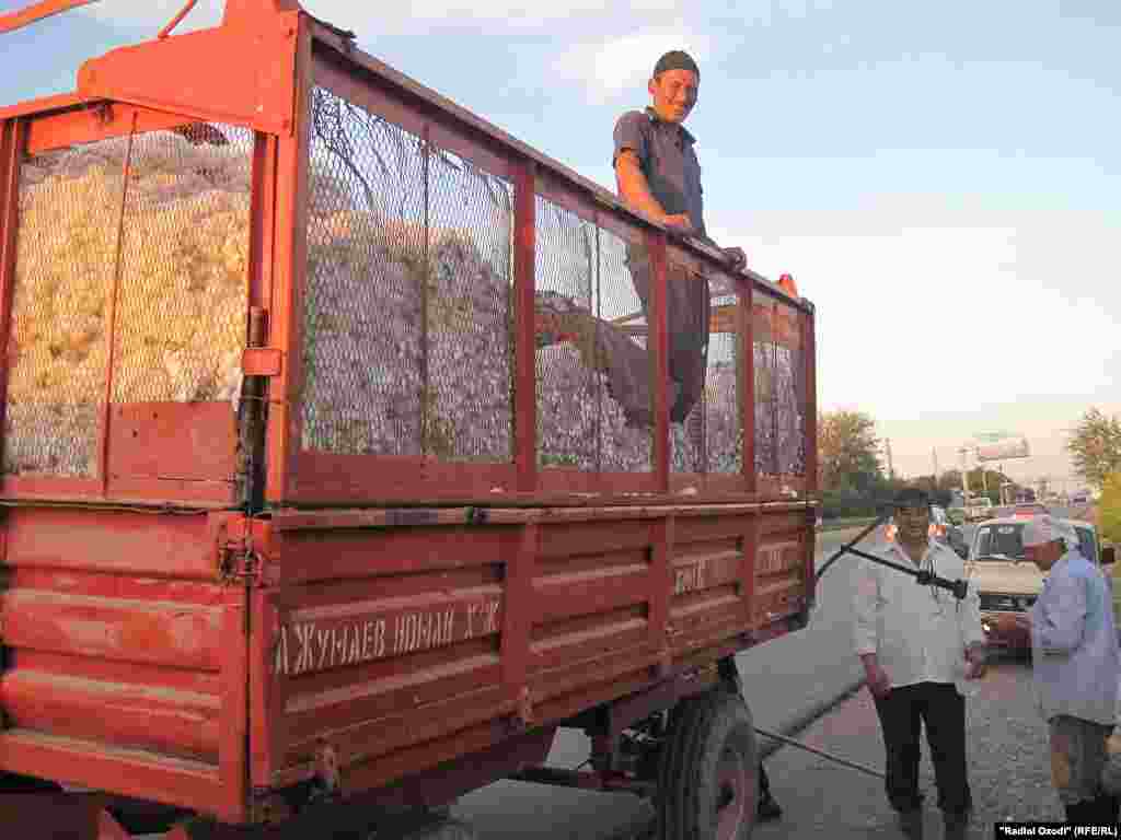 Tajikistan,Sughd region people picking cotton, 18.09.2013