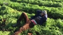 Саргузашти донишҷӯёни тоҷик: Қабрканӣ ба ҷойи таҷрибаомӯзӣ