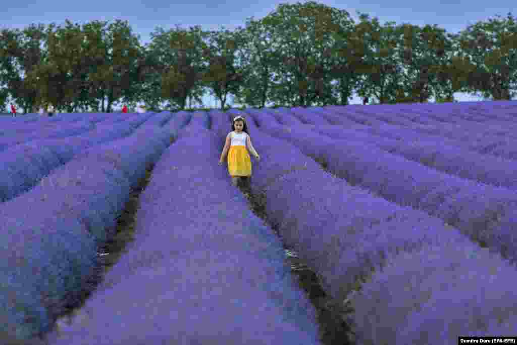 A girl walking through a lavender field in the village of Cimisheni, near Chisinau, Moldova. (epa-EFE/Dumitru Doru)&nbsp;