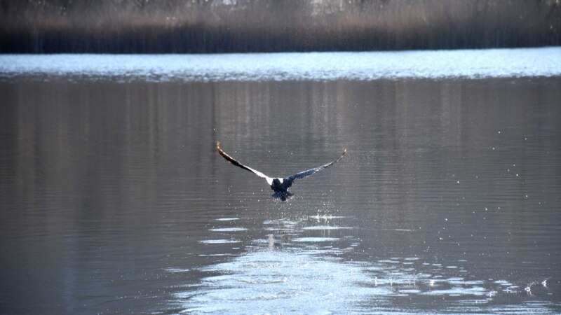 Утка взлетает с водной глади Торопова озера под Севастополем | Крымское фото дня