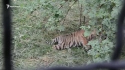 В сафари-парке «Тайган» пополнение амурских тигров (видео)