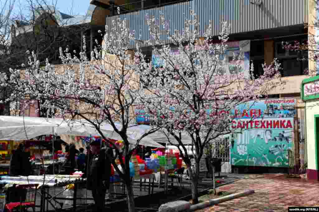 Uzbekistan - spring in Tashkent
