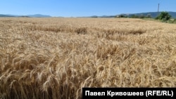 Перестиглі поля зернових у Білогірському районі Криму, 21 липня 2026 року