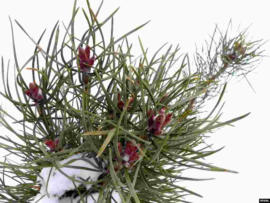 Бөреләр энәләр арасыннан кояшка үрмәли - 1. - Бөреләр энәләр арасыннан кояшка үрмәли - 2.