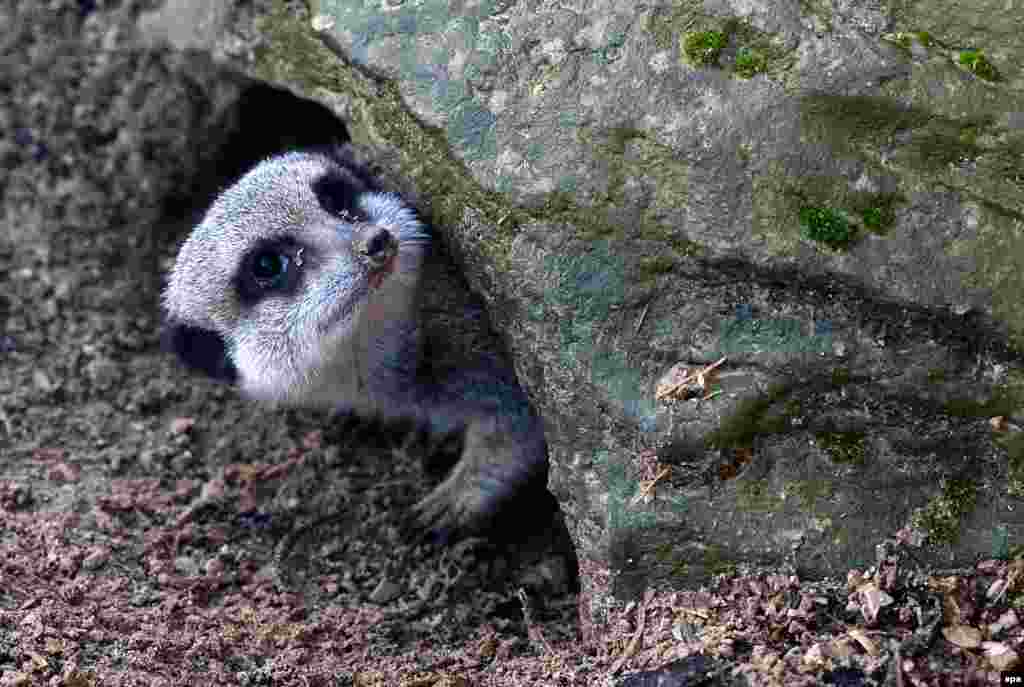 A meerkat peers out from beneath a rock during an inventory at London Zoo. Every January the zoo takes stock of all its animals. (epa/Andy Rain)