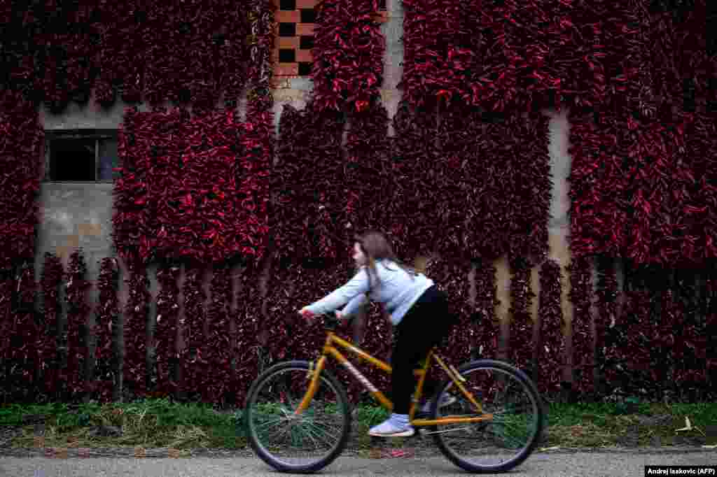 A girls rides her bicycle past threads of red paprika in the village of Donja Lokosnica, near the city of Leskovac in southern Serbia. (AFP/Andrej Isakovic)