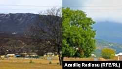 Şol bir agajyň hem ýaz hem-de gyş paslyndaky keşbi