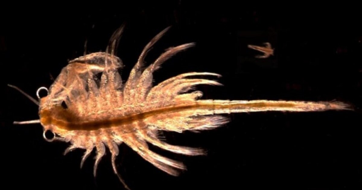 Uning külotlari yoq edi (onlayn porno)