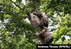 Puii de la Libearty au fost găsiți singuri - ei vor crește în Sanctuar fără să îndure greutățile prin care au trecut alți urși.