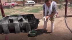 Puppy Love: Saving Strays In Peshawar