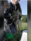 Moldova: Rescued deer in the Czech Republic
