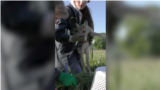 Moldova: Rescued deer in the Czech Republic