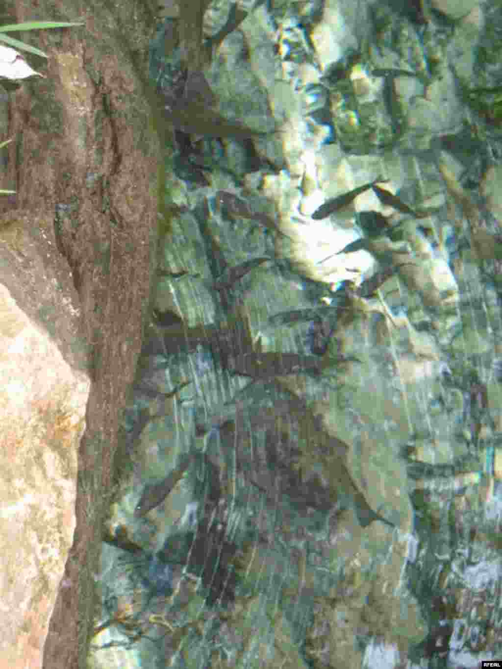 Зиёрати Чилучорчашма #30