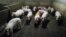 Tajikistan/Russia, a pig factory in Pskov region Russia , 5March2019 (photo provided by tajik migrants)