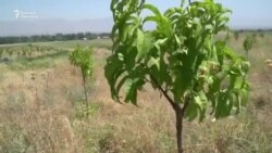 Чек арада бак тиккен балбандын тилеги