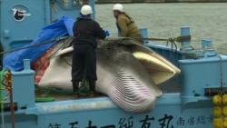 Японські китобої загарпунили двох китів у перший день промислу після 31-річної заборони на вилов китів – відео