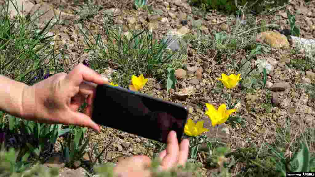 Главное же украшение вершины &ndash; дикие тюльпаны Шренка. В Крыму известно восемь разновидностей этого растения, которые отличаются, в основном, цветом бутона&nbsp;&ndash; желтые, красные, белые, а также различные вариации смешения этих цветов