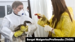 Птица пострадавшая от мазута в Чёрном море, декабрь 2024 года