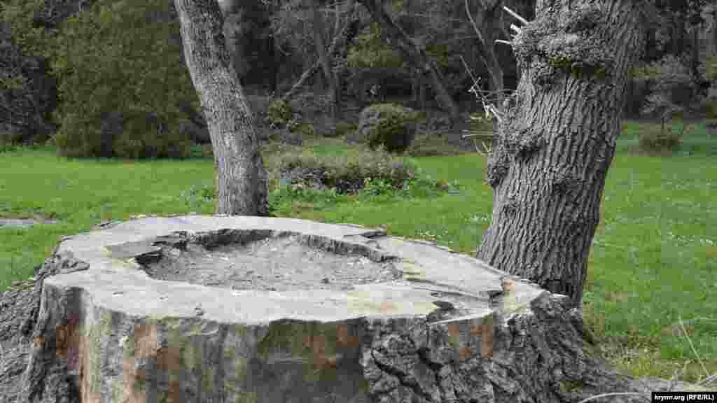 Не всем погибшим деревьям в парке, к сожалению, удалось стать объектом работы скульптора, включая пострадавшие от вредителей пальмы&nbsp;