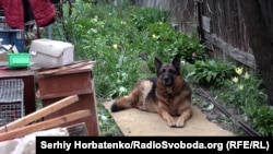 Вівчарка Хаммер на подвір'ї перед евакуацією