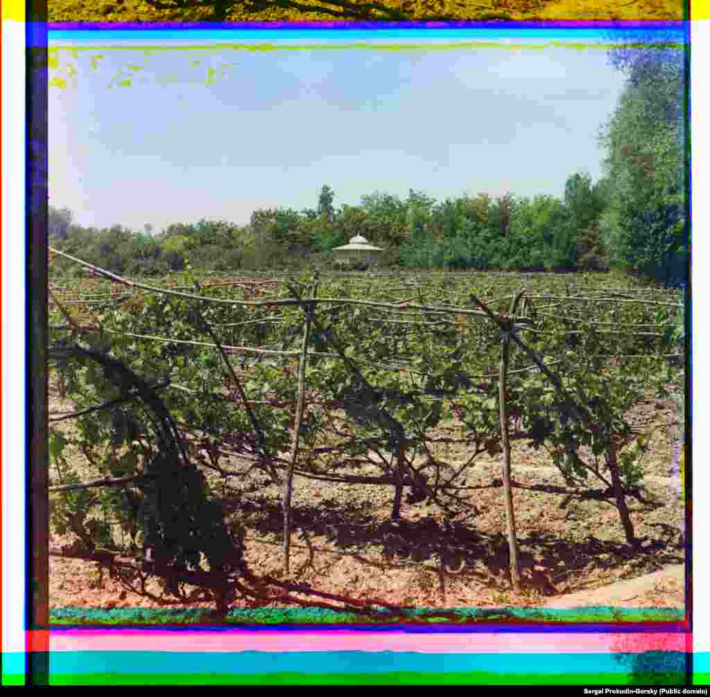 A vineyard in a property described as &ldquo;the Murghab estate&rdquo; in Bayramaly &nbsp;