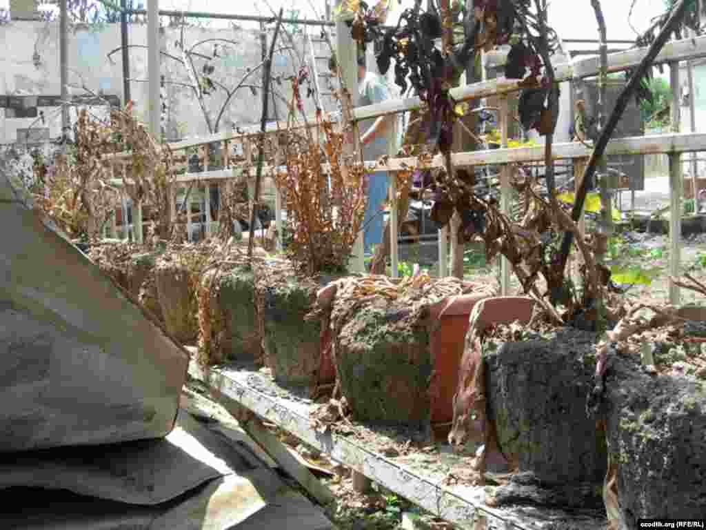 Черëмушкидаги ўзбек ҳовлиси манзараси.