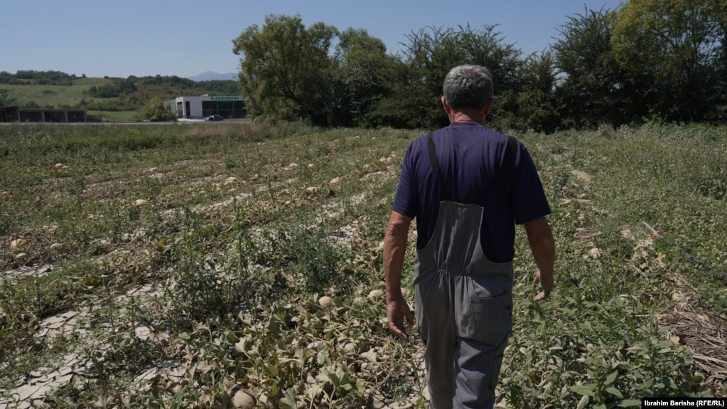 Ilvi Jupa thotë se investoi 4 mijë euro në mbjelljen e pjeprave. Por, i gjithë prodhimi iu prish nga kushtet atmosferike.