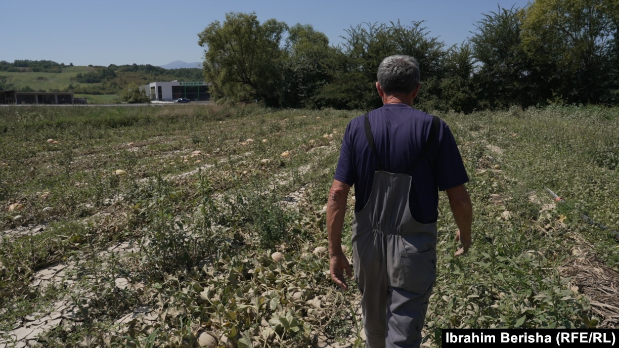 Ilvi Jupa thotë se investoi 4 mijë euro në mbjelljen e pjeprave. Por, i gjithë prodhimi iu prish nga kushtet atmosferike.