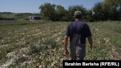Ilvi Jupa thotë se investoi 4 mijë euro në mbjelljen e pjeprave. Por, i gjithë prodhimi iu prish nga kushtet atmosferike.