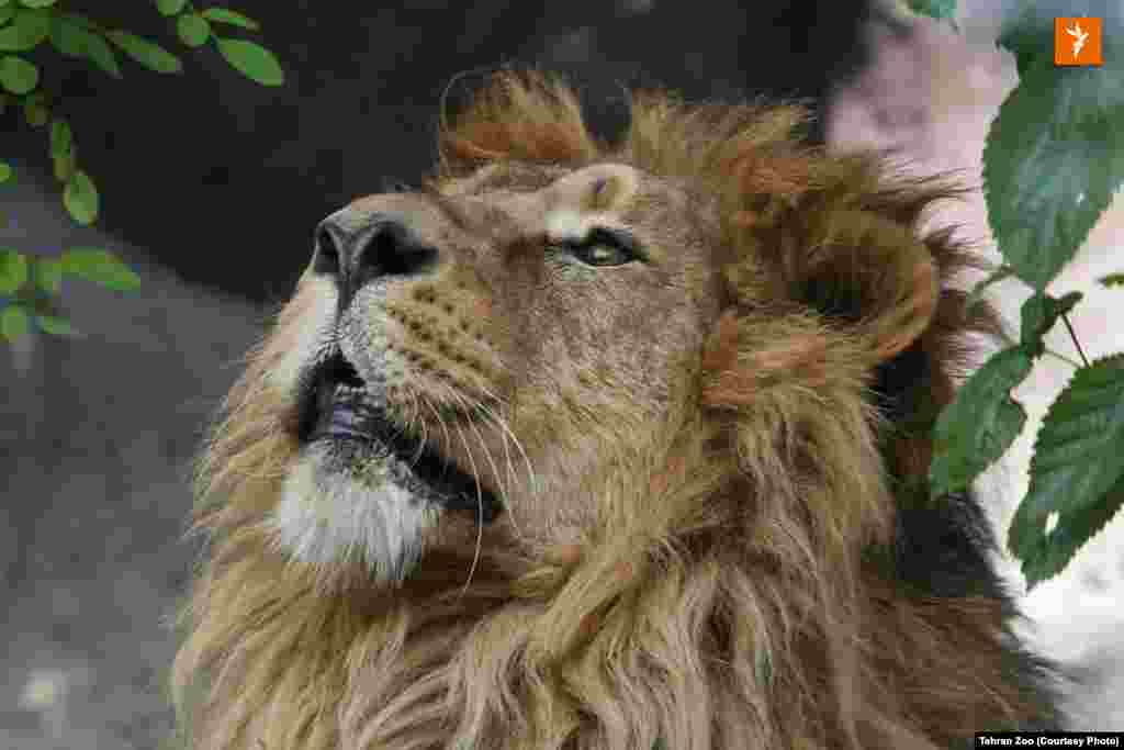 هیرمان، شیر نر ایرانی که از باغ&zwnj;وحش بریستول به باغ&zwnj;وحش ارم در تهران منتقل شد. نام نخست هیرمان در بریتانیا &laquo;کامران&raquo; انتخاب شده بود. بنابراعلام باغ&zwnj;وحش ارم، این نام با رای مردم به &laquo;هیرمان&raquo; تغییر یافت.