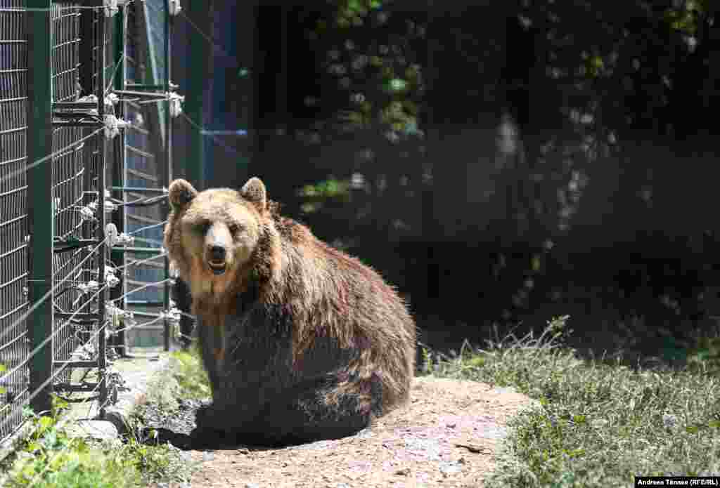 &bdquo;Libearty&rdquo; este cel mai mare proiect dedicat animalelor din Europa. A fost creat în 2005, în urma semnării unui parteneriat public-privat între Asociația Milioane de Prieteni și Primăria din Zărnești, prin care au primit o concesiune de 49 de ani pentru terenul necesar pentru construirea sanctuarului. WAP (World Animal Protection) s-a alăturat acestor eforturi în cadrul proiectului &bdquo;Salvați Ursul Captiv&rdquo; - cel mai mare proiect din Europa pentru salvarea, îngrijirea și bunăstarea ursului brun. Până în prezent, peste 130 de urși au fost salvați de la o viață abuzivă.