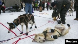 Scenes from a previous Iditarod dog sled race in Alaska.