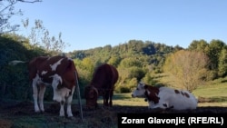 Kao veliki problem farmeri u Srbiji vide masovan uvoz sireva iz zemalja Evropske unije